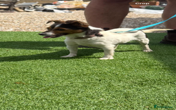 Jack Russell dogs for sale: Beautiful jack russel girl  in Chippenham - Image 2