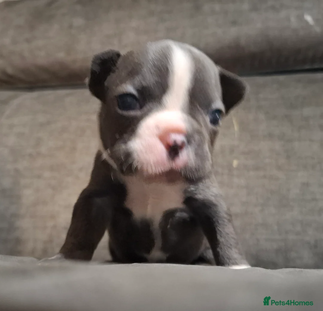 French Bulldog dogs for sale: Frenchie puppies - Advert 21