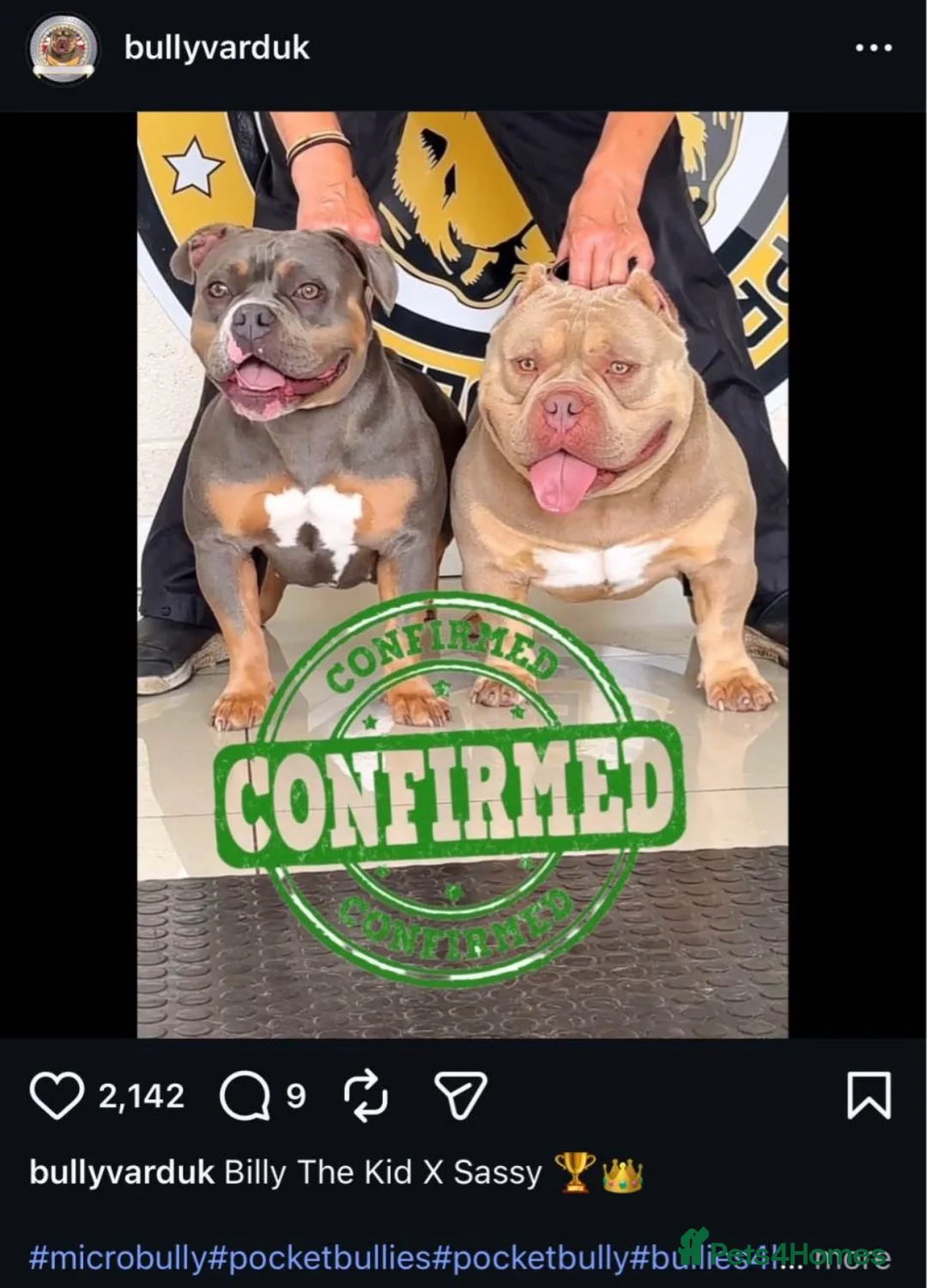 American Bulldog dogs for stud: 🔥 UK Pocket Bully Stud Available 🔥 in Hinckley - Advert 2