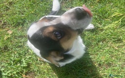 Mixed Breed dogs for sale: Daxijack boy - Image 1