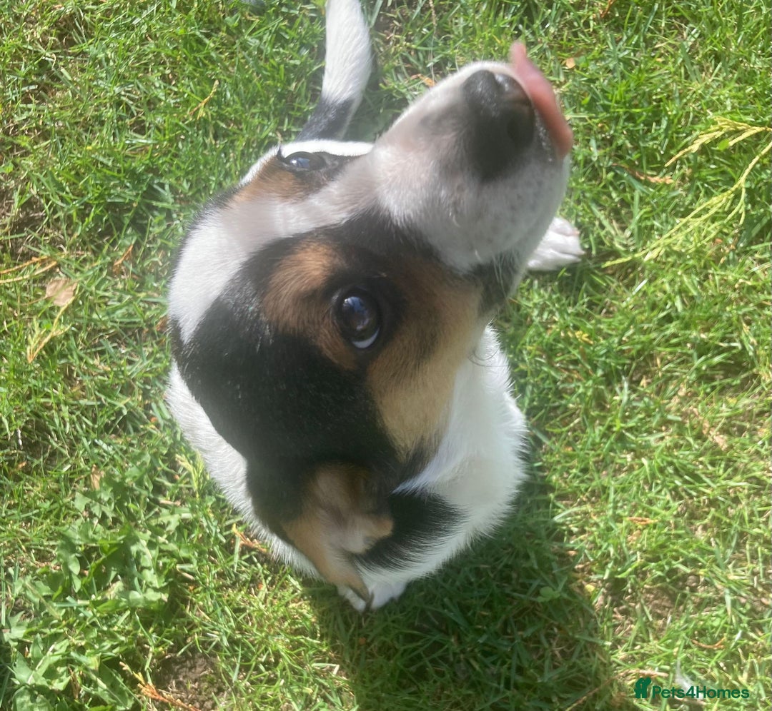 Mixed Breed dogs for sale: Daxijack boy - Image 1