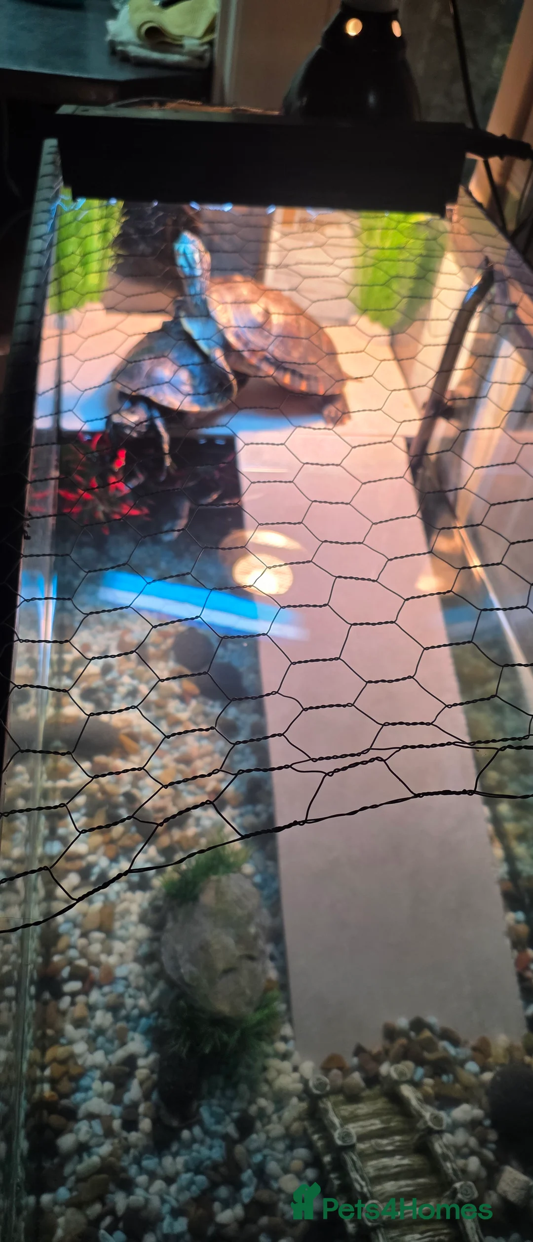 Turtle reptiles for sale: Turtle are free, set for sale. - Advert 2