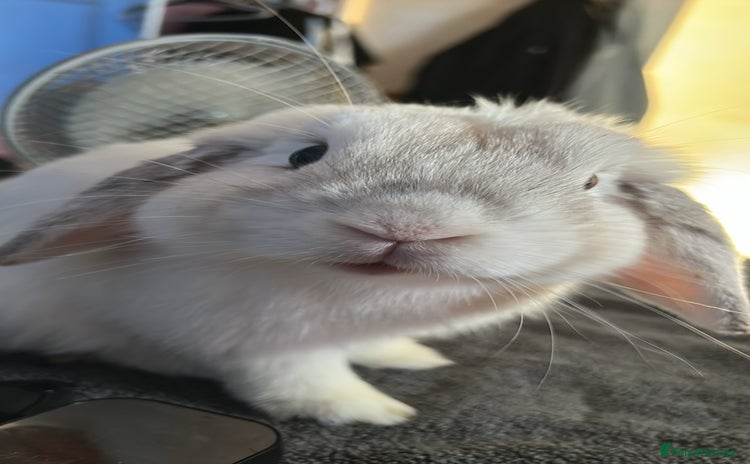 Mini Lop rabbits - Advert 1