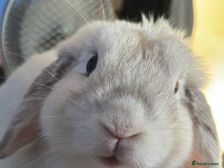 Mini Lop rabbits - Advert 29