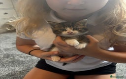 Mixed Breed cats for sale: 3 beautiful fluffy tabby boys  - Image 2