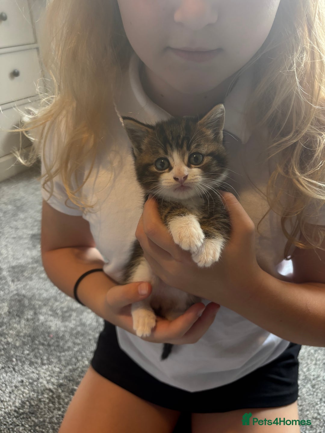 Mixed Breed cats for sale: 3 beautiful fluffy tabby boys  - Image 2