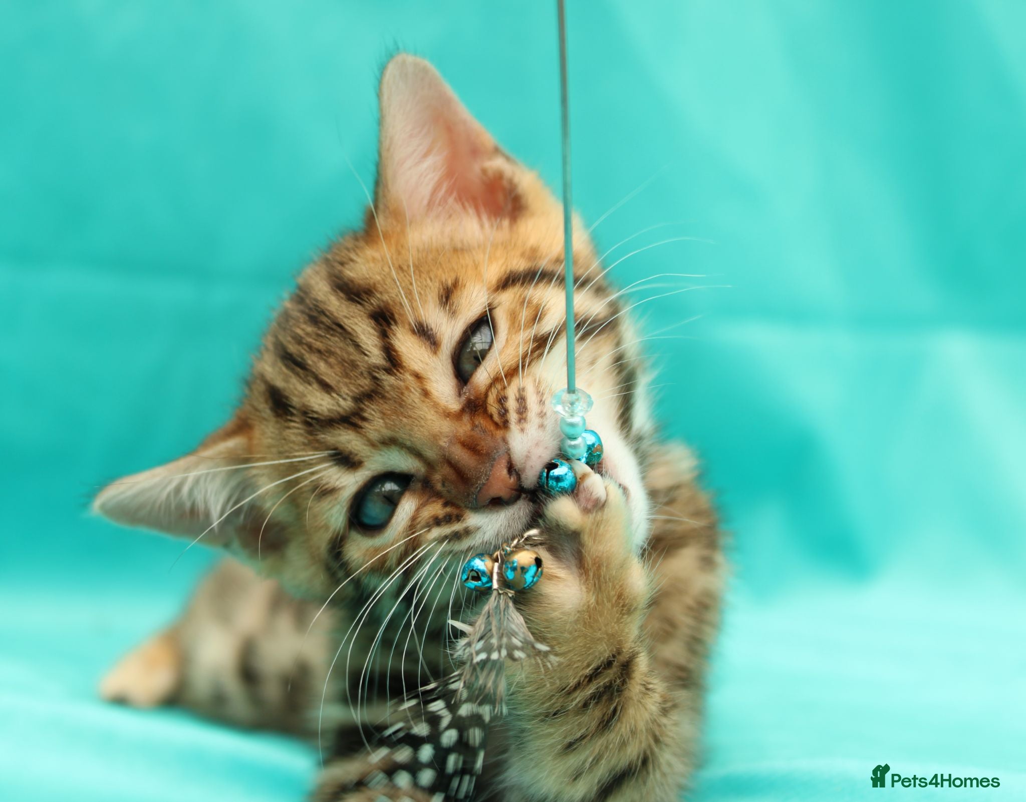 Bengal cats 🔥Beautiful Bengal girl available🔥 - Advert 1