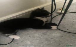 British Longhair cats for sale: 2 Gorgeous Female Kittens For Sale - Image 4