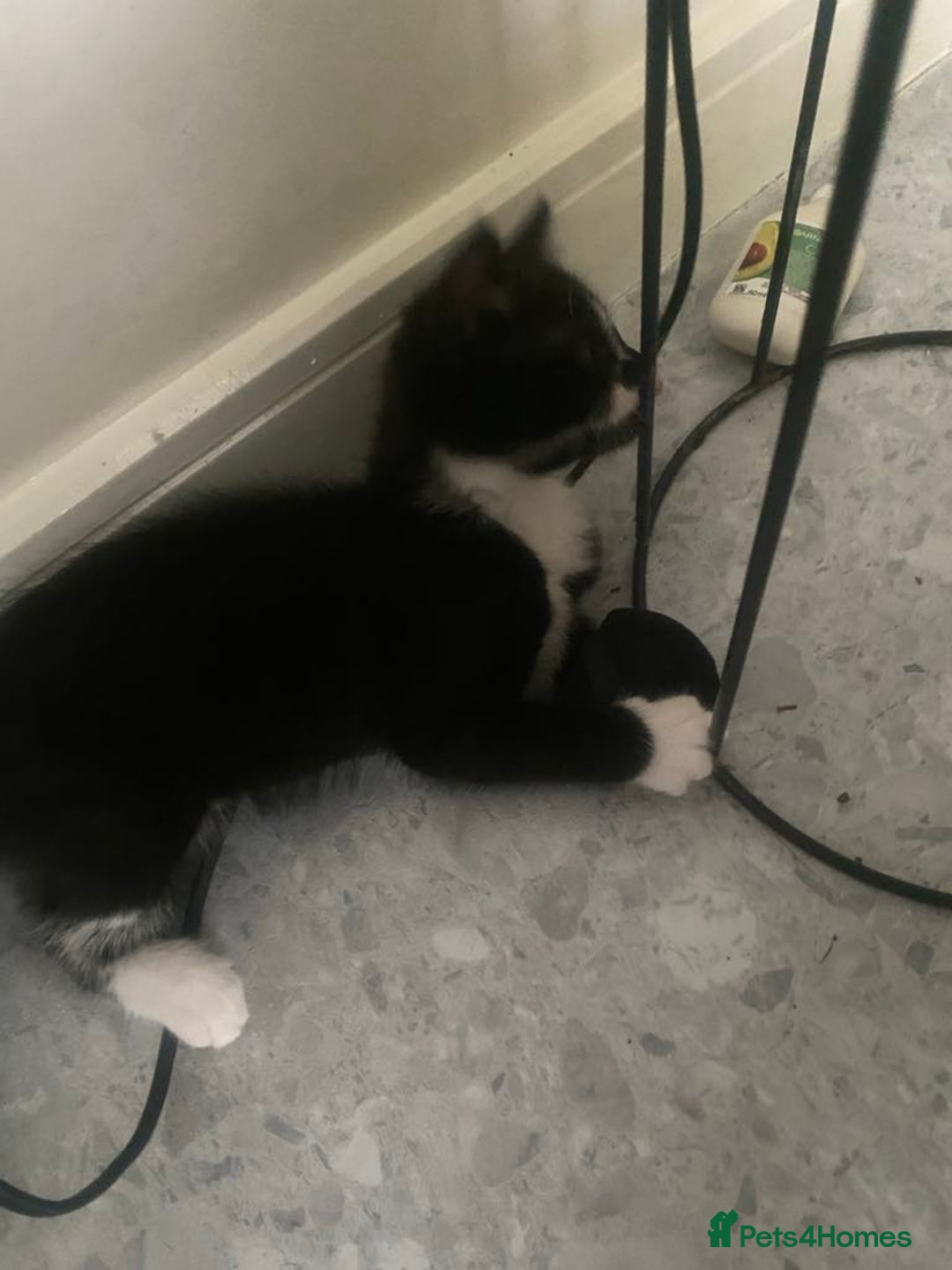 British Longhair cats for sale: 2 Gorgeous Female Kittens For Sale - Image 4