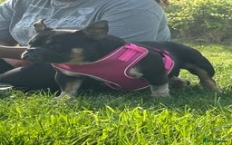 American Bully dogs for sale: American exotic bully - Image 4