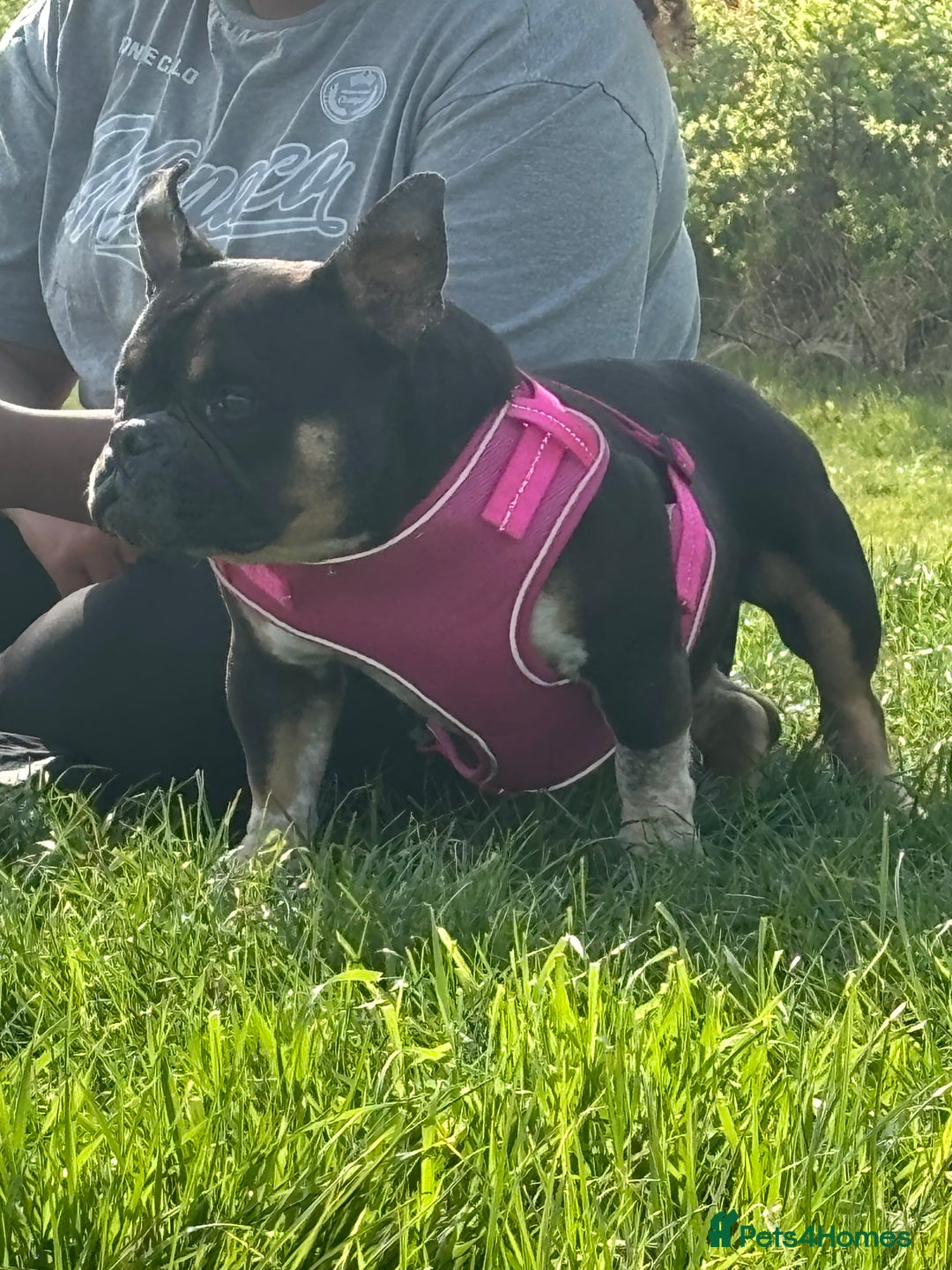 American Bully dogs for sale: American exotic bully - Image 4