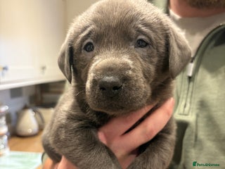 Labrador Retriever dogs Charcoal/silver Labrador puppies - Advert 14