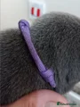 Staffordshire Bull Terrier 7