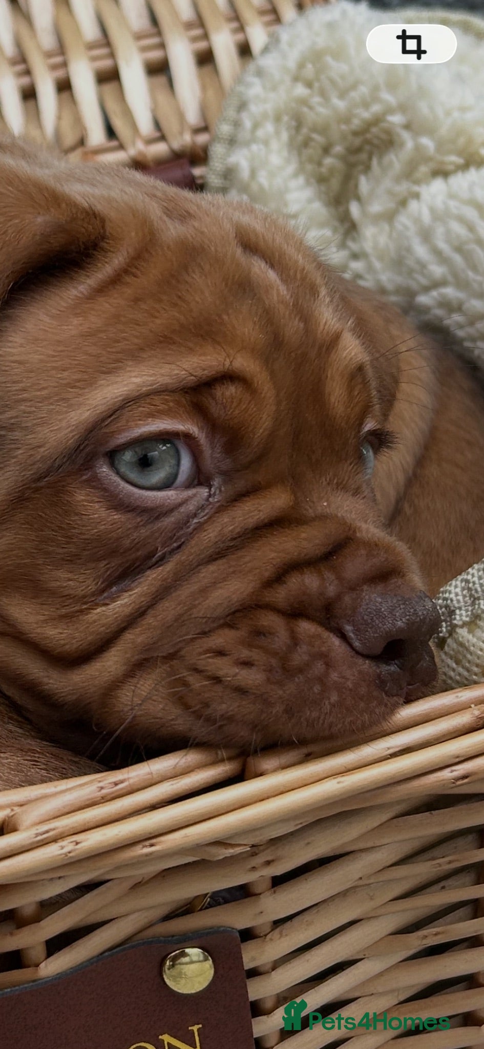 Dogue De Bordeaux dogs Bordeaux Babies - Advert 1