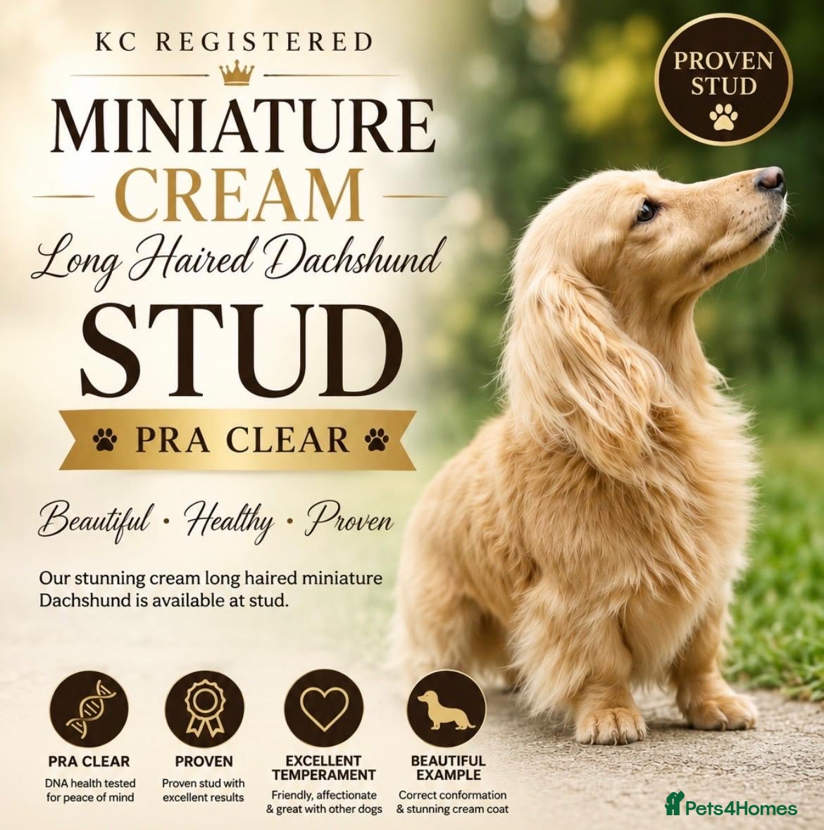 Miniature Dachshund dogs Cream long hair miniature dachshund stud dog  - Advert 1