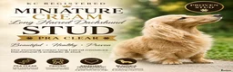 Miniature Dachshund dogs for stud: Cream long hair miniature dachshund stud dog  - Advert 1