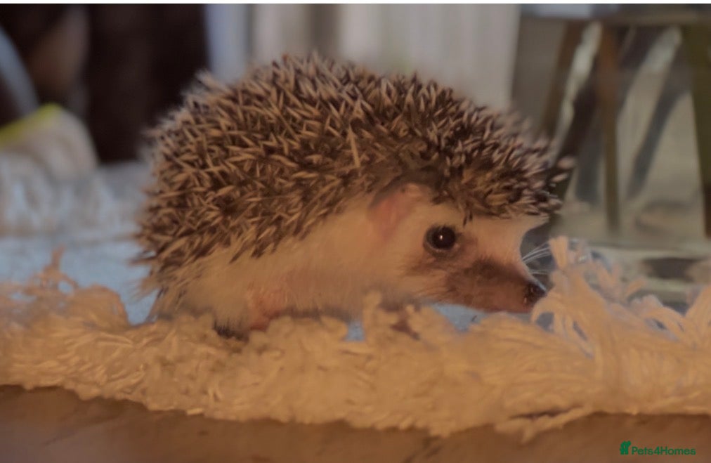 Pygmy Hedgehog rodents African Pygmy hedgehogs hoglets  - Advert 16