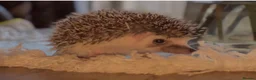 Pygmy Hedgehog rodents for sale: African Pygmy hedgehogs hoglets  - Advert 7