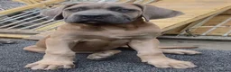 Mixed Breed dogs for sale: Bandogge puppys ready to go  - Advert 4
