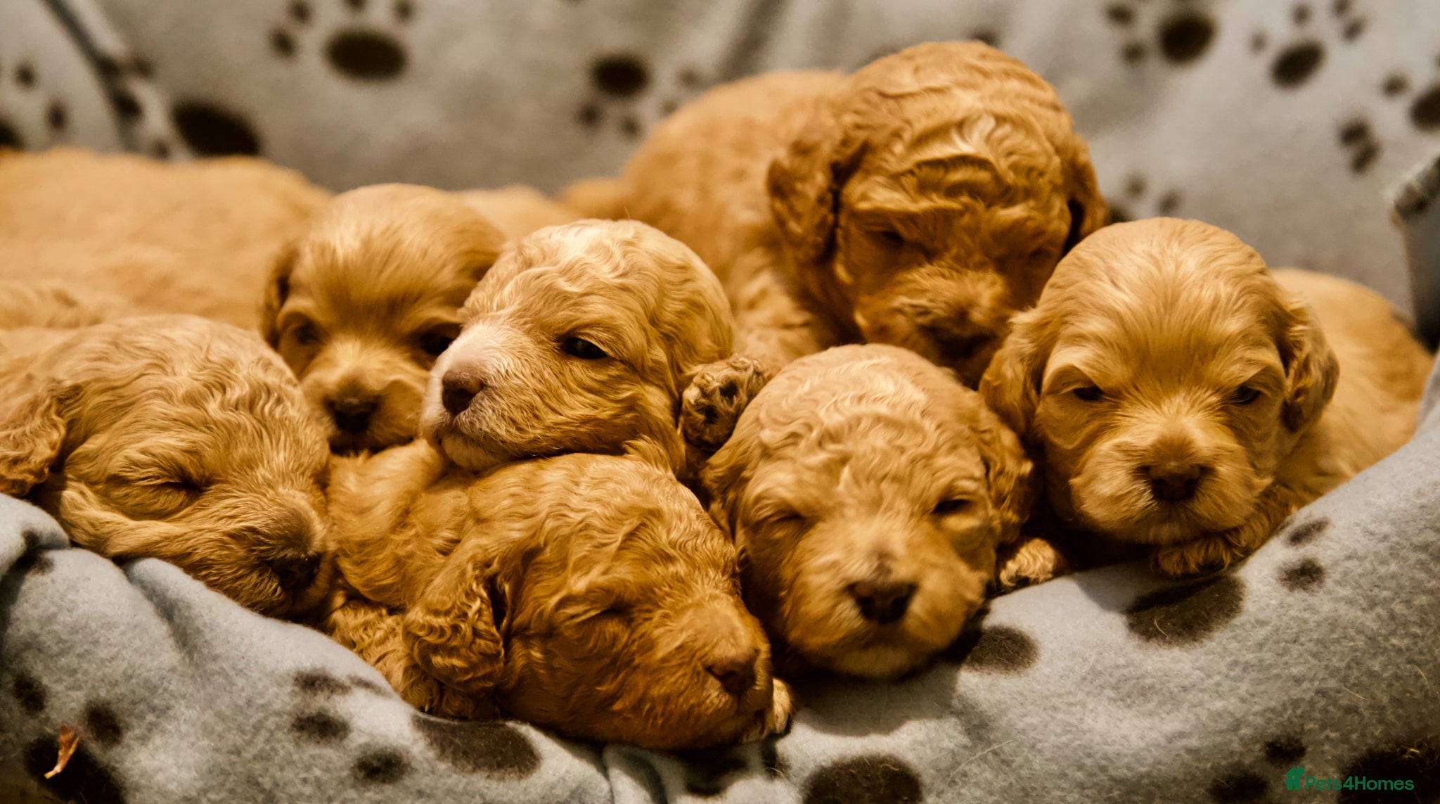 Cavachon dogs Gorgeous F1 Fox Red Cavapoochon’s  - Advert 4