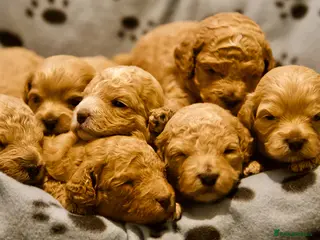 Cavachon dogs Gorgeous F1 Fox Red Cavapoochon’s - Advert 4