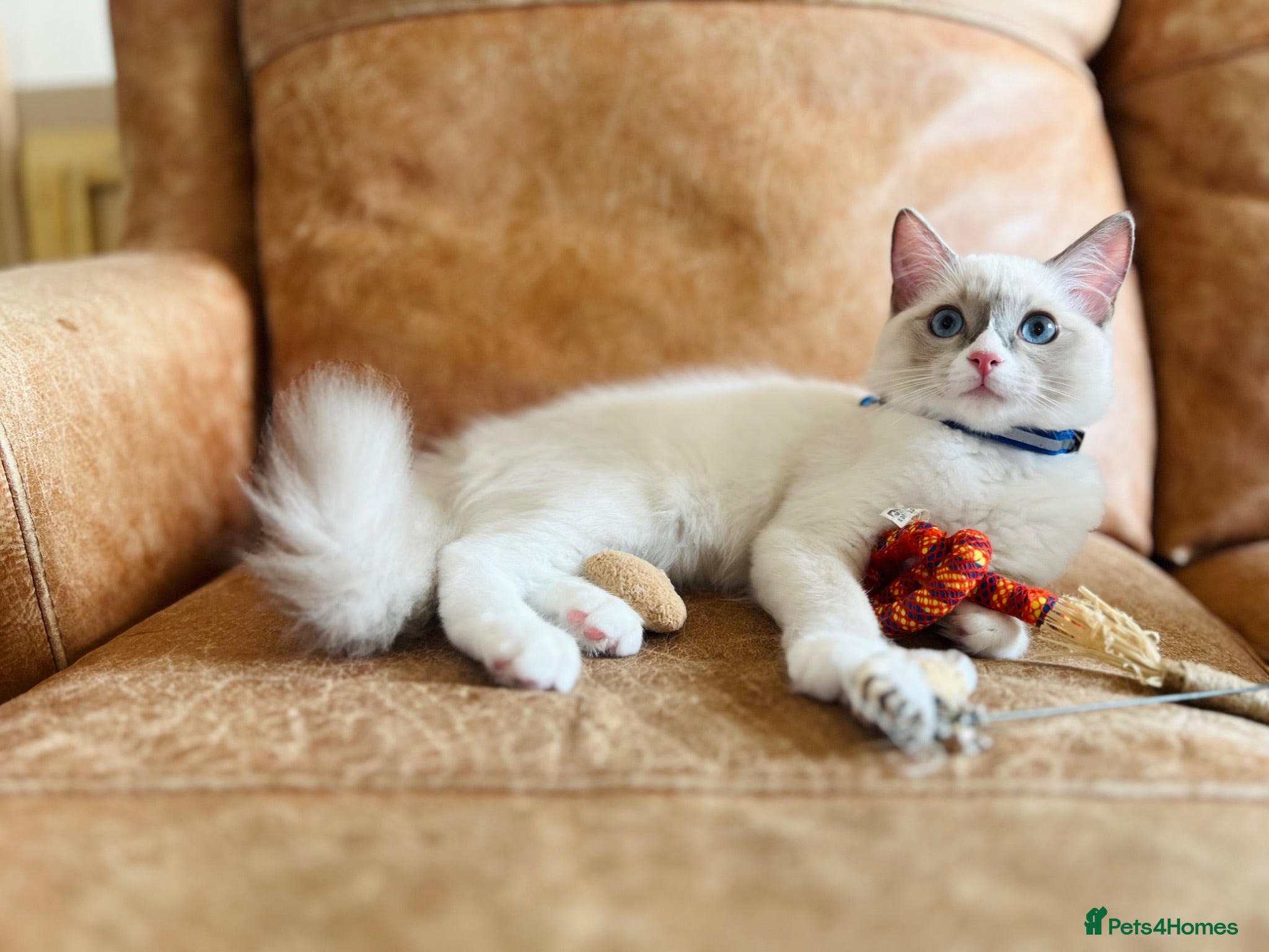 Ragdoll cats 🐈Pedigree Ragdoll Champion line 🏆 GCCF kitten - Advert 7