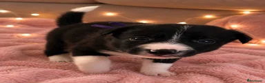 Border Collie 4
