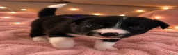Border Collie dogs for sale: Meet your new best friend 🐾🥹 - Advert 5