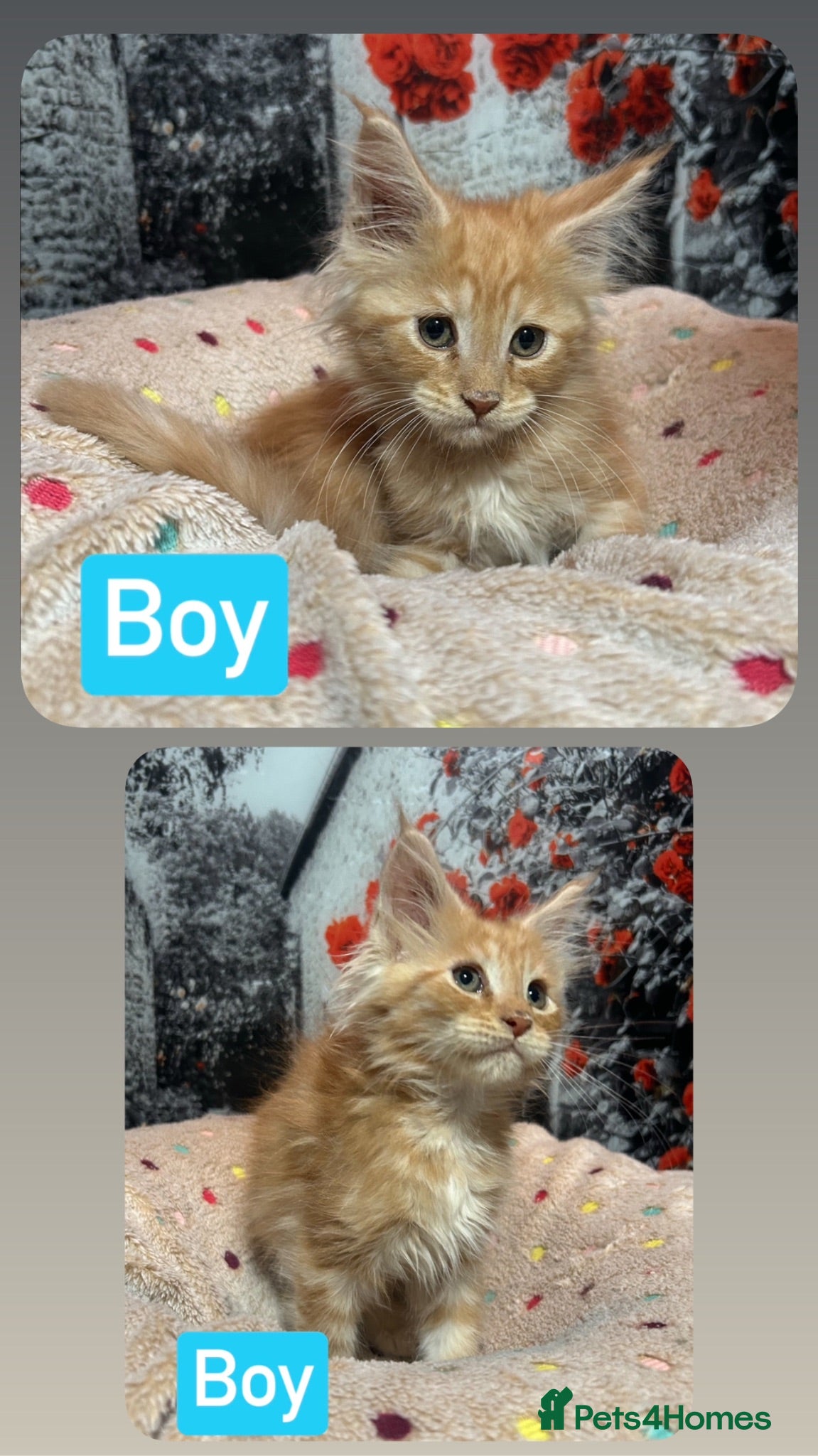 Maine Coon cats TICA Registered Maine Coon Kittens Ready NOW.  - Advert 6