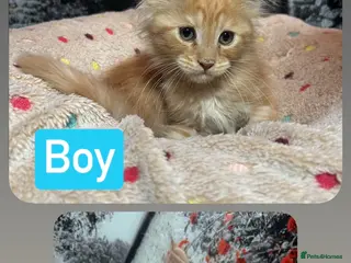 Maine Coon cats TICA Registered Maine Coon Kittens Ready NOW. - Advert 5