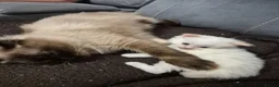 Ragdoll cats for sale: Pure ragdolls ready for there new homes 1st July  - Advert 16