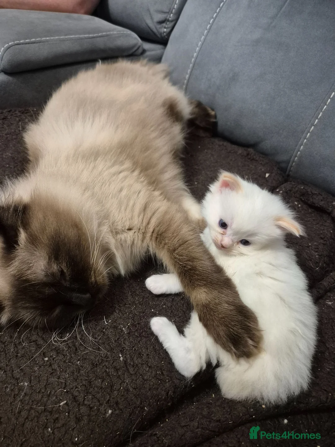 Ragdoll cats for sale: Pure ragdolls ready for there new homes 1st July  - Advert 16