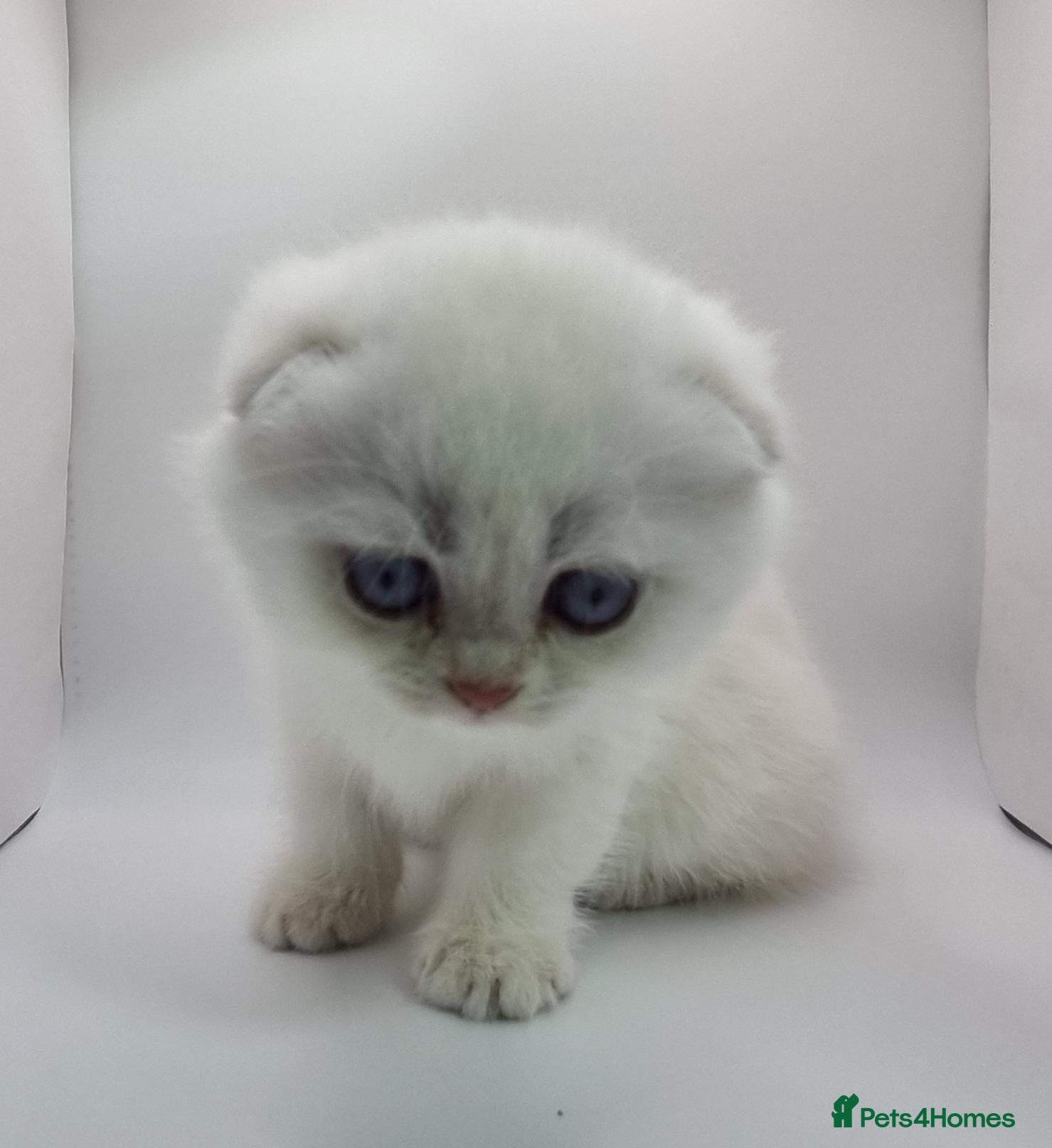 Scottish Fold cats Beautiful TICA Registered Scottish Fold Kittens - Advert 2