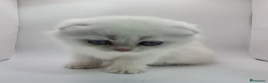 Efira- Scottish Fold