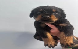 Rottweiler dogs for sale: 🐾 Pure Bred Rottweiler Puppies 🐾 - Image 10