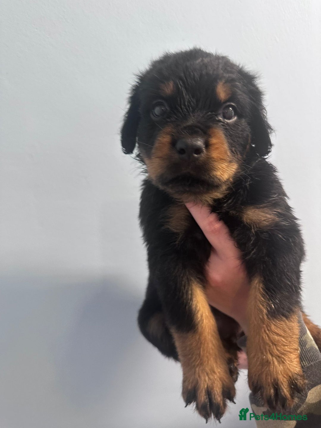Rottweiler dogs for sale: 🐾 Pure Bred Rottweiler Puppies 🐾 - Image 10