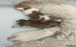 Malshi dogs for sale: Adorable Hypoallergenic Puppies- Waiting List Open - Image 1