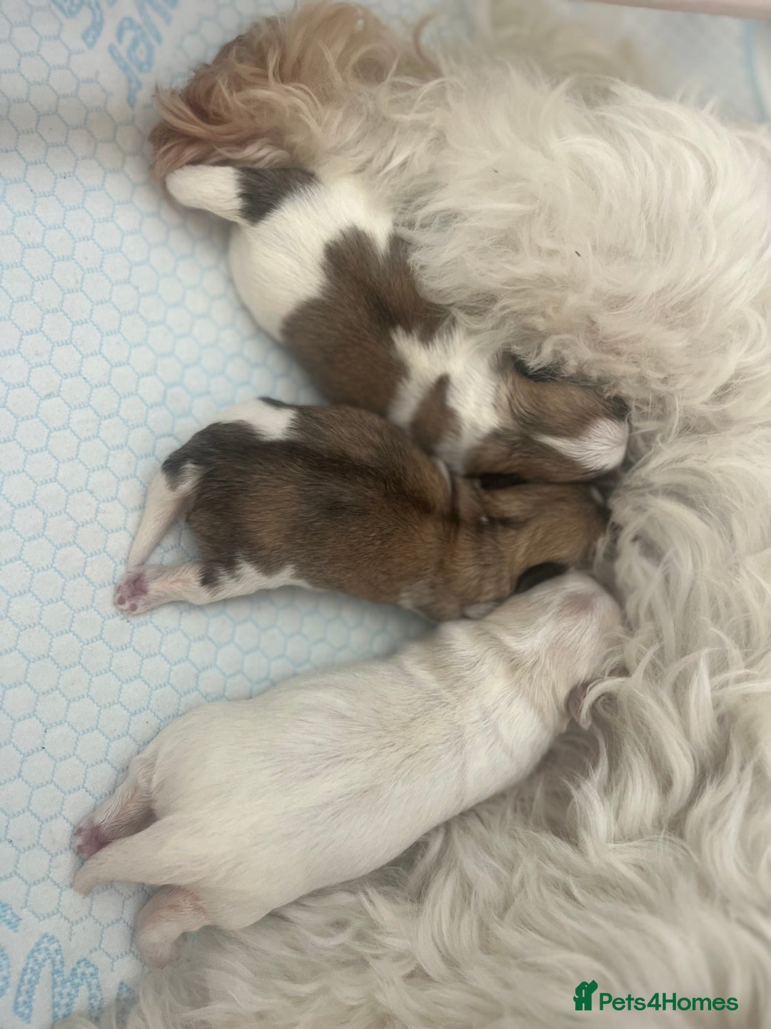 Malshi dogs for sale: Adorable Hypoallergenic Puppies- Waiting List Open - Image 1