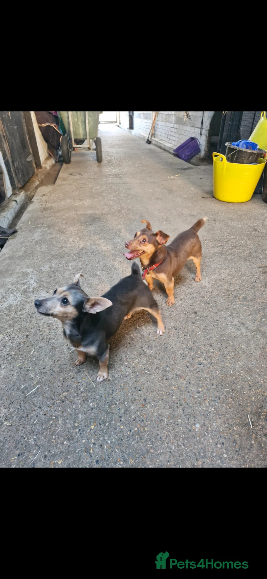 Jack Russell dogs for sale: Two jack russell for sale bitch and a dog - Advert 1