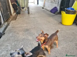 Jack Russell dogs Two jack russell for sale bitch and a dog - Advert 4