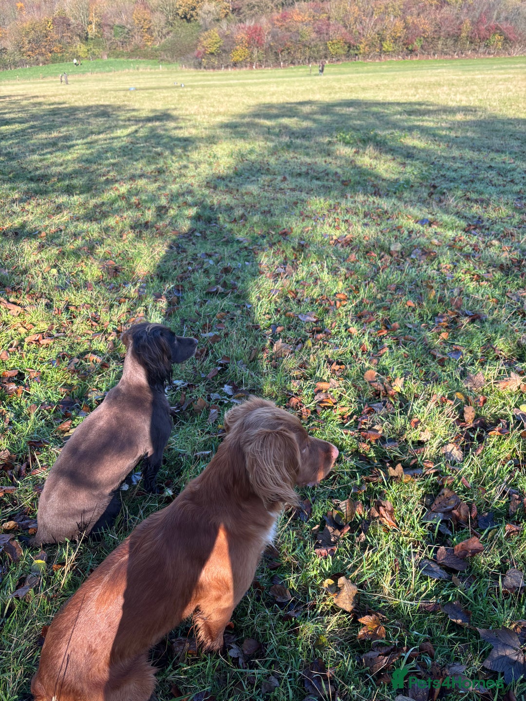 Cocker Spaniel dogs for stud: Health tested working cocker spaniel  in Devizes - Advert 5