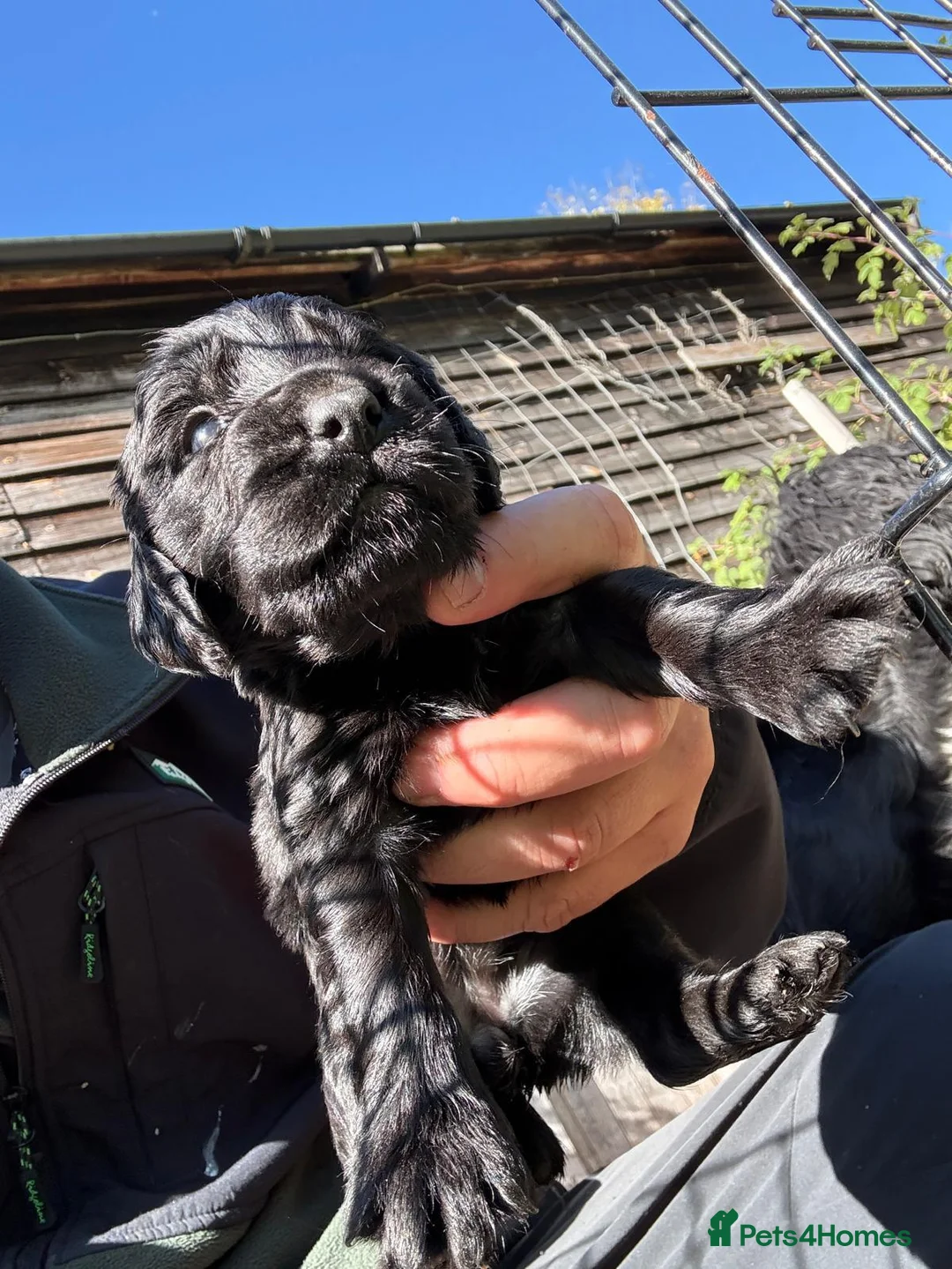 Cocker Spaniel dogs for sale: Kc registered Cocker spaniel pups for sale  in Hereford - Advert 2