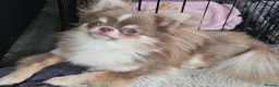 Chihuahua dogs for stud: KC Reg Lilac chihuahua, PROVEN, DNA Tested CLEAR  - Advert 2