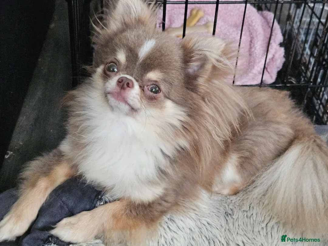 Chihuahua dogs for stud: KC Reg Lilac chihuahua, PROVEN, DNA Tested CLEAR  - Advert 2