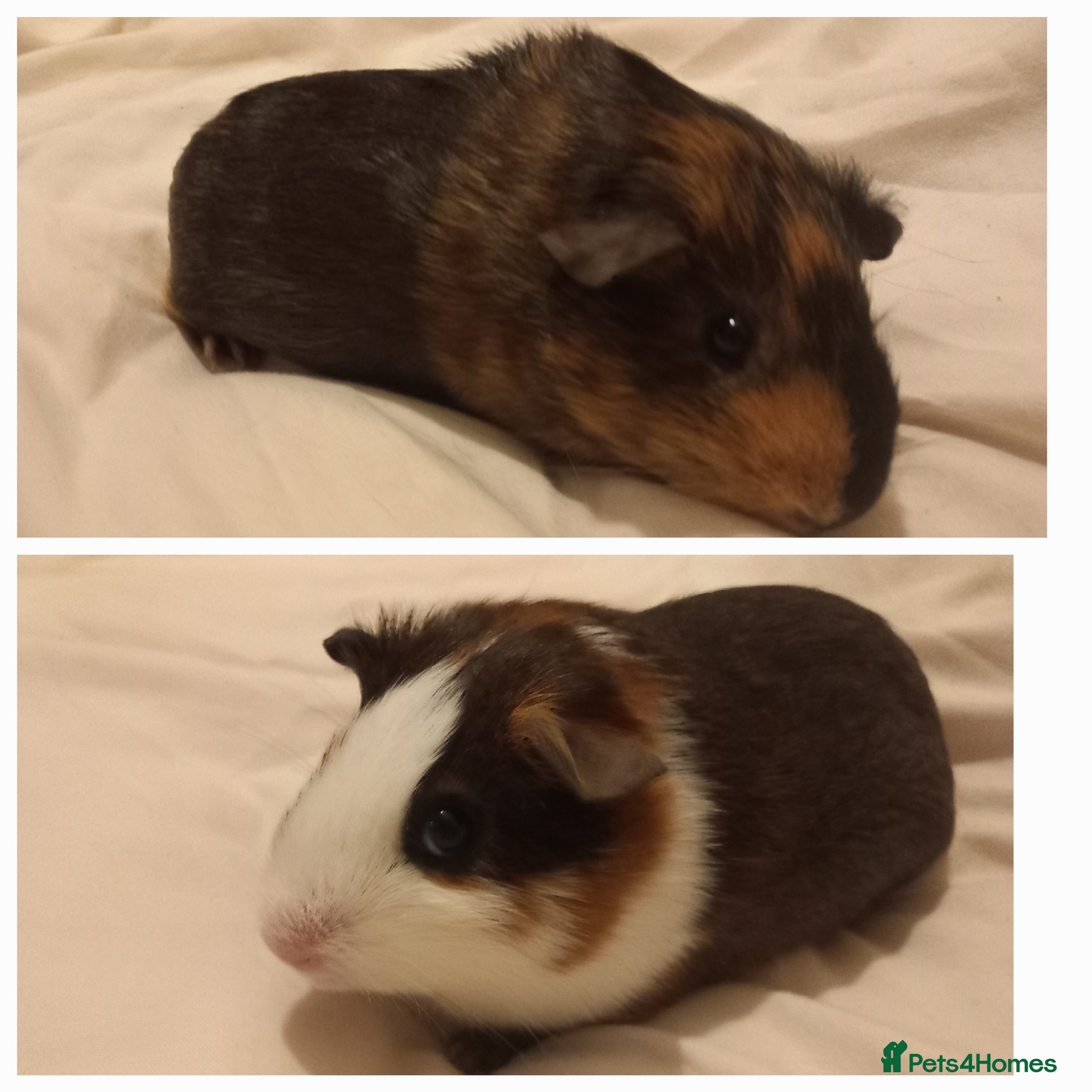 Guinea Pig rodents 2 guinea pigs with cage and accessories  - Advert 2