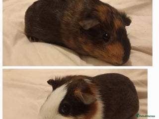 Guinea Pig rodents 2 guinea pigs with cage and accessories - Advert 5