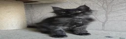 Maine Coon cats for sale: READY NOW Black Smoke Maine Coon Kitten - Advert 13