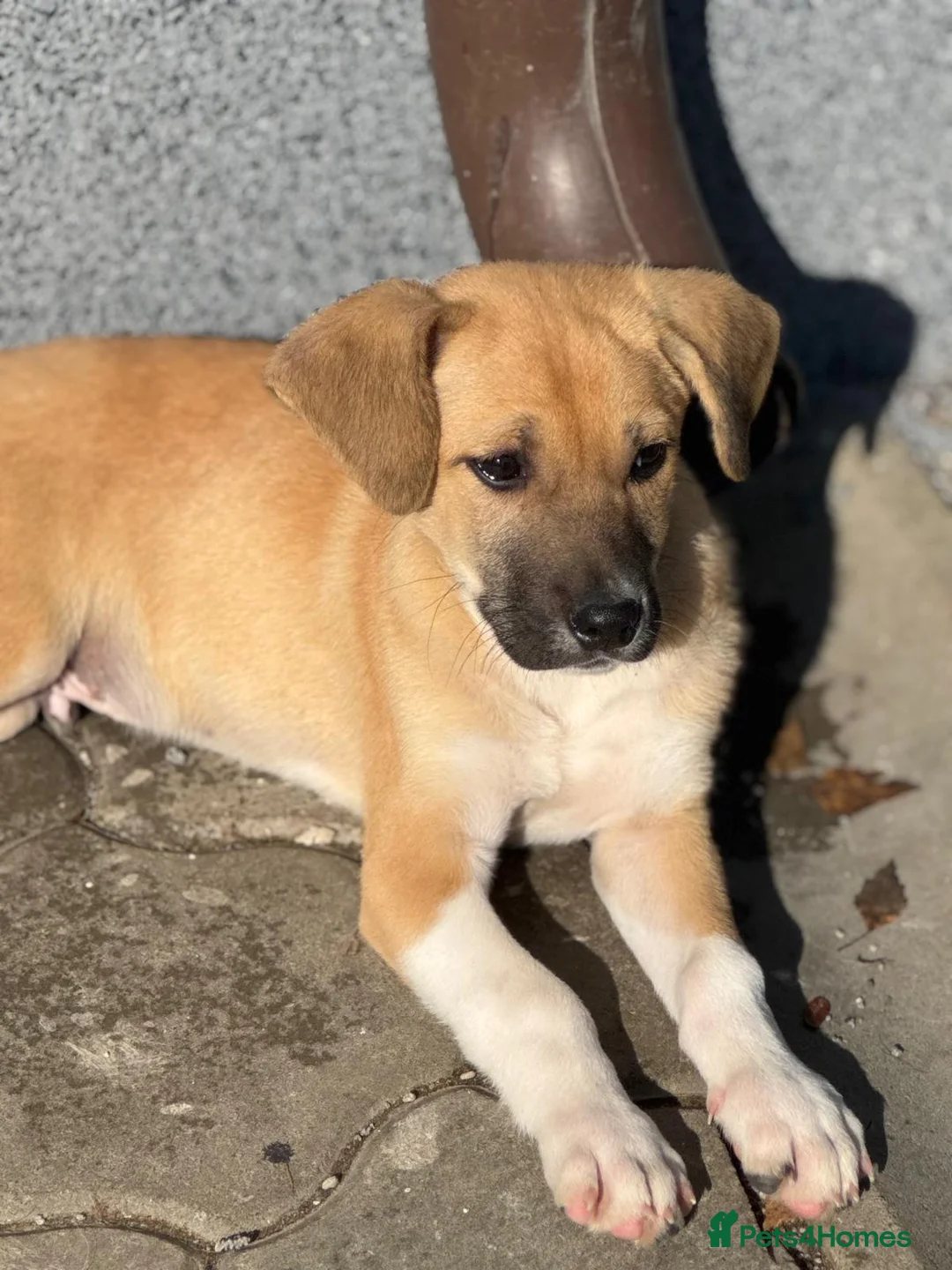 Mixed Breed dogs for adoption: JERRY – a Golden-Hearted Boy with a Playful Spirit - Advert 6