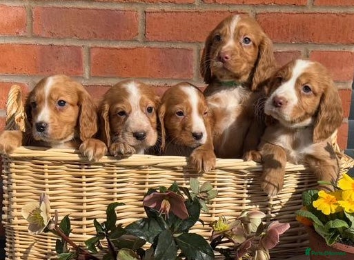 Cocker Spaniel dogs 🐶 KC + Health Tested Cocker Spaniel Puppies 🐶 - Advert 2