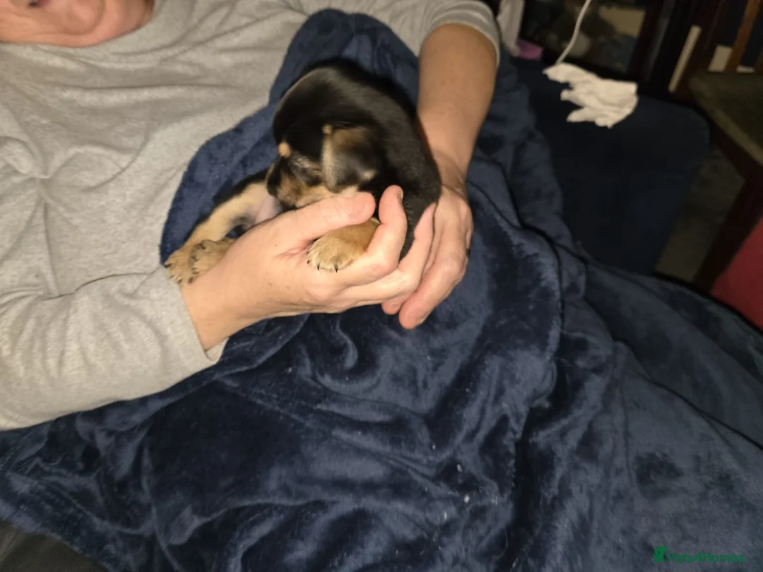 Jack Russell dogs for sale: Jack russle puppies  - Advert 18